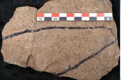 Foto (Detailansicht) von Araucaria sternbergii Goeppert (NHMW-GEO-2024-0188-8306)